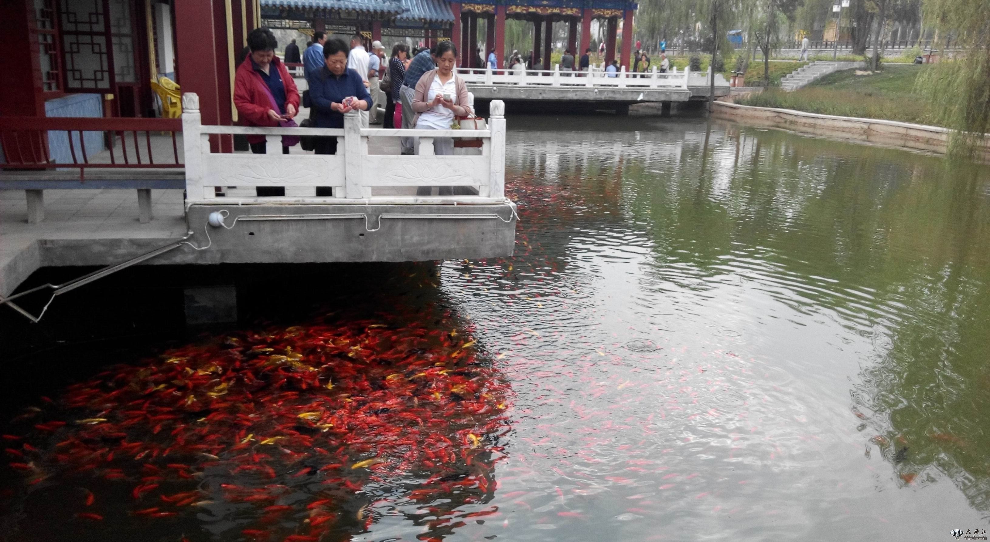 公園的觀賞魚可以釣走嗎（不讓釣魚屬于誰管？）