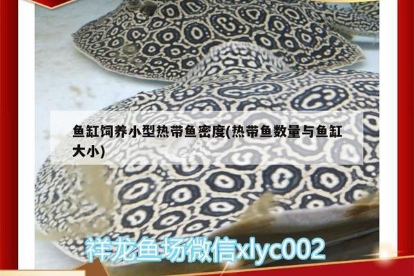 紅龍魚市場價格表大全圖片及價格圖（紅龍魚市場價格表大全圖片及價格圖）