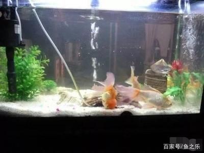 魚缸過濾器里面的水怎么放出來？（魚缸過濾器里面的水怎么放出來）