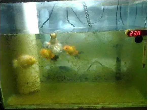 魚缸過濾器里面的水怎么放出來？（魚缸過濾器里面的水怎么放出來）