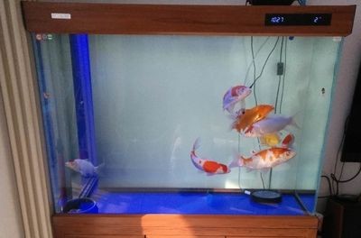紅鯉魚的魚缸換水時(shí)間需要根據(jù)魚缸的實(shí)際情況、魚的生活情況以及水質(zhì)的變化情況以及水質(zhì)的變化：養(yǎng)魚新手入門指南