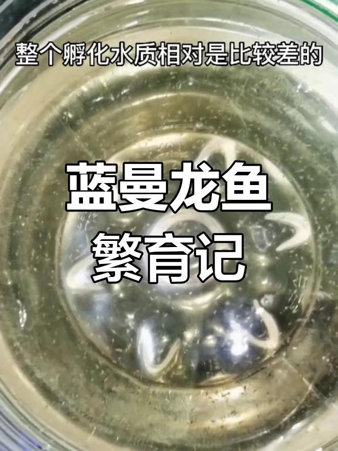 藍曼龍發(fā)情期如何護理？
