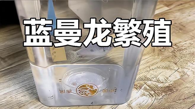 藍曼龍發(fā)情期如何護理？