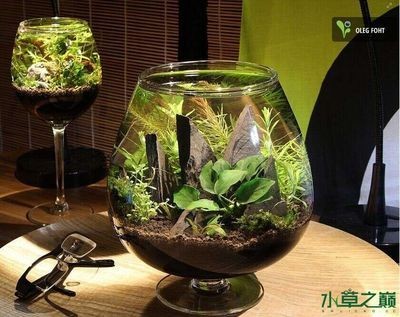形容魚缸的詞有哪些：魚缸裝飾品的選擇