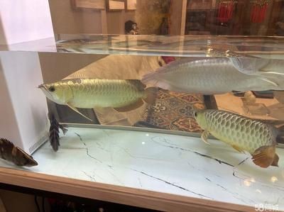 80厘米長的魚缸能養金龍魚嗎（80厘米的魚缸可以養金龍魚嗎360問答）