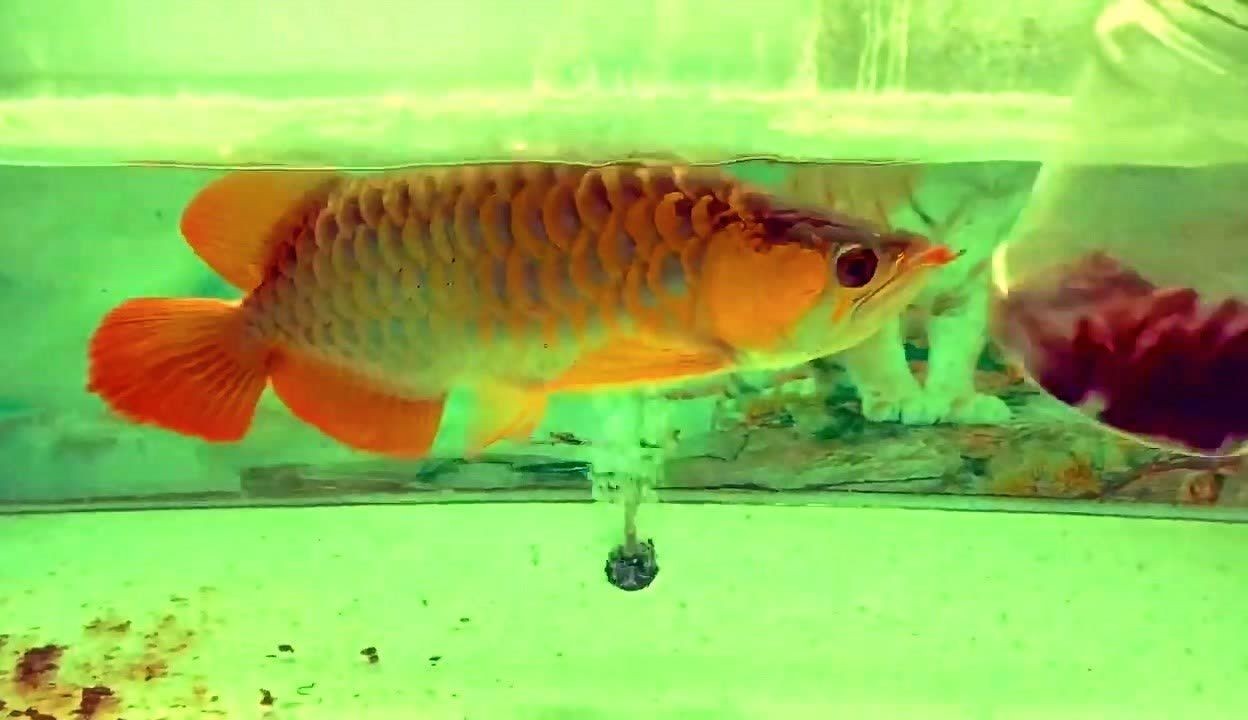 80厘米長的魚缸能養金龍魚嗎（80厘米的魚缸可以養金龍魚嗎360問答）