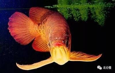 小紅龍魚的正常生長周期（小紅龍魚正常生長周期受多種因素影響紅龍魚的生長周期信息）