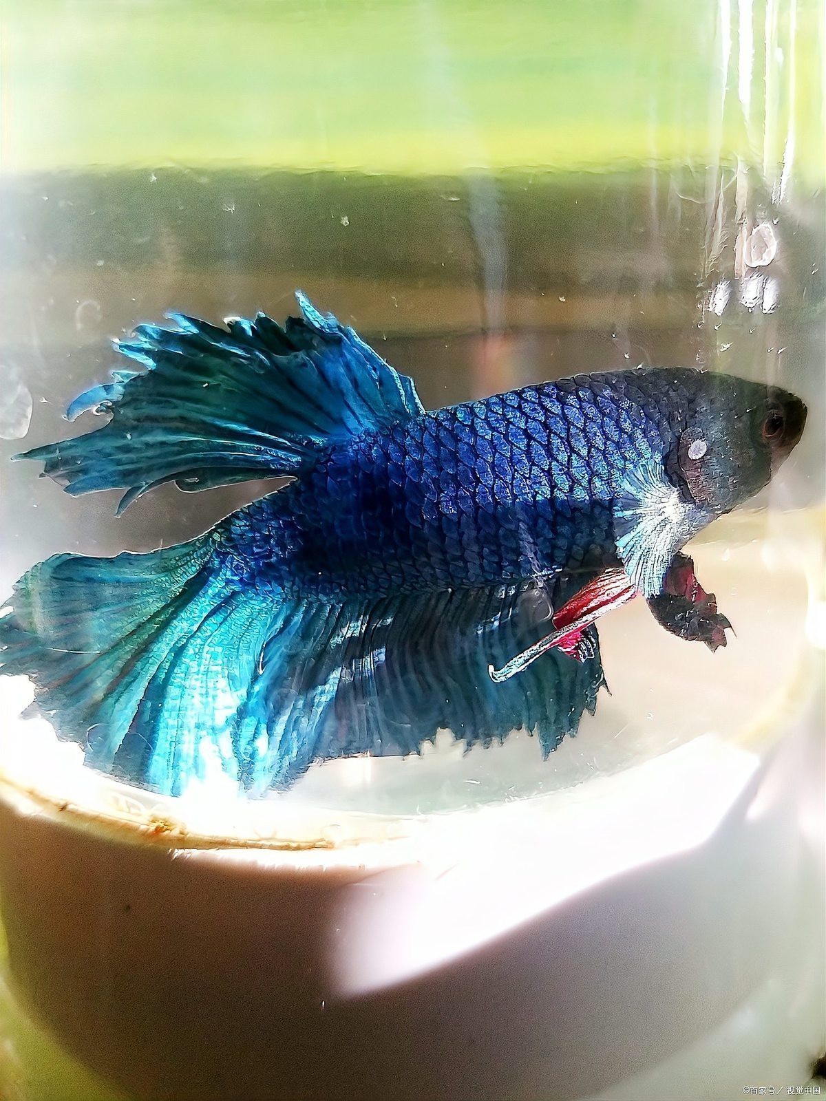 大型孔雀龍魚