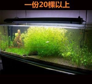 觀賞蝦飼養(yǎng)觀賞蝦的數(shù)量和大小、水質惡化、水質惡化：觀賞蝦的飼養(yǎng)技術