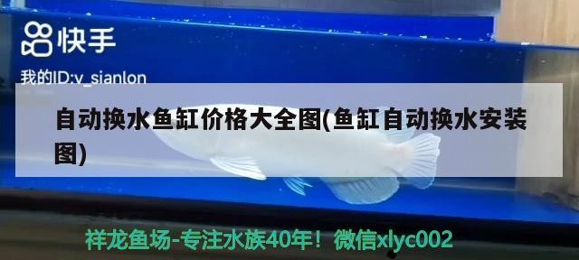 觀賞魚欣賞總結圖片 觀賞魚欣賞總結圖片高清