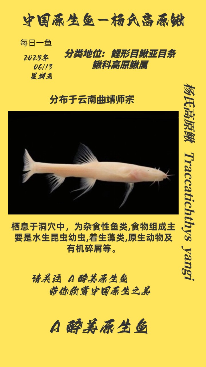 楊氏高原鰍