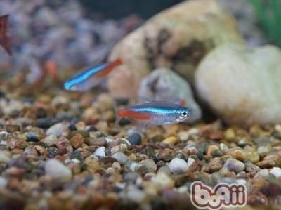紅色的魚缸魚缸魚缸紅色觀賞魚大家都養過嗎：紅色的魚缸魚有哪些