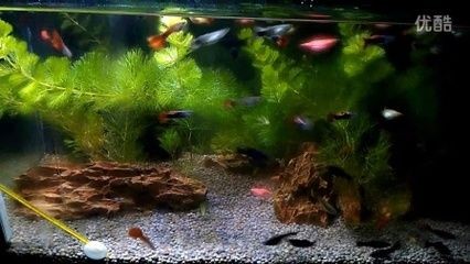 魚缸圖片效果圖視頻（尋找魚缸圖片效果圖視頻時，從多個角度來獲取靈感和信息）