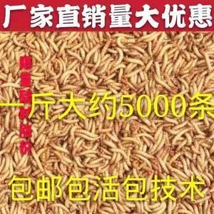 40cm龍魚一天吃多少斤飼料合適（40厘米的龍魚一天吃多少飼料足夠一天吃多少飼料）