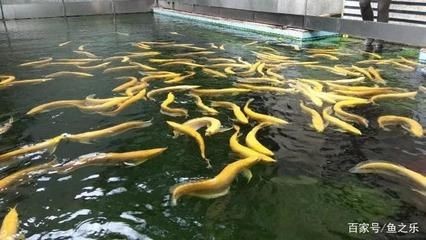 廣州大型龍魚漁場(chǎng)地址，廣州大型龍魚漁場(chǎng)