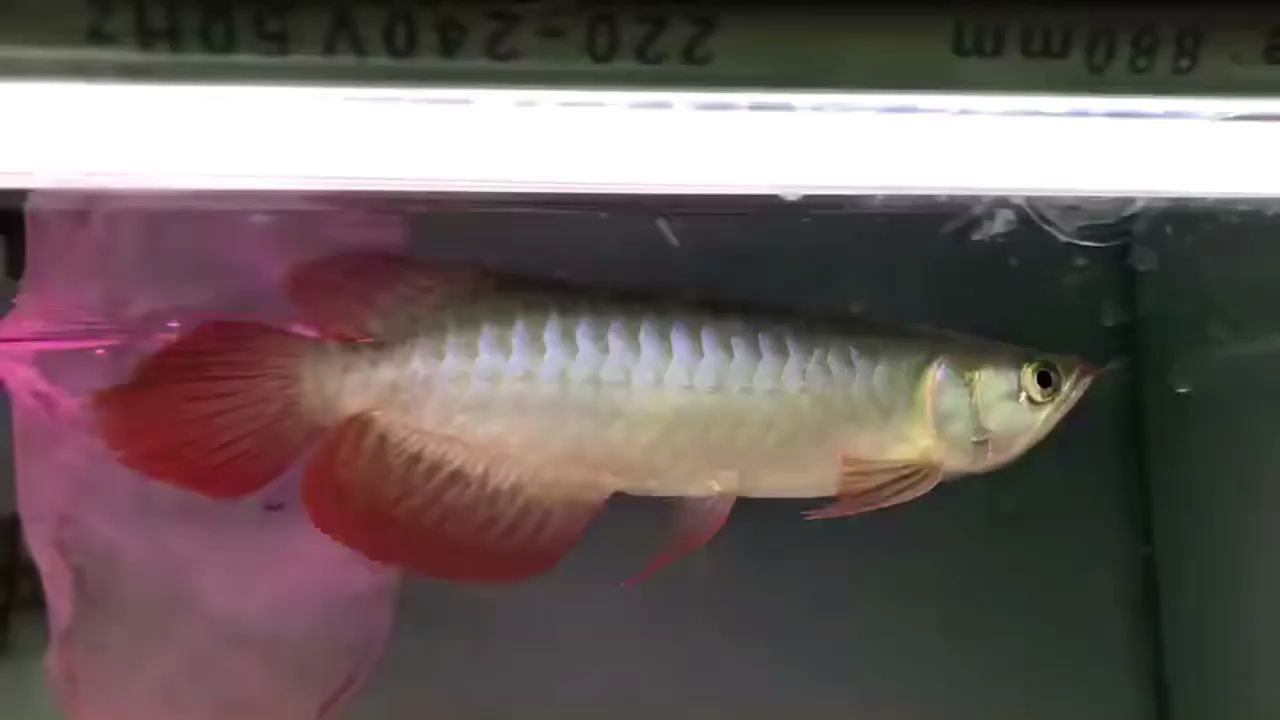 魚缸養(yǎng)鱖魚需要注意哪些問題？：魚缸養(yǎng)桂魚的注意事項