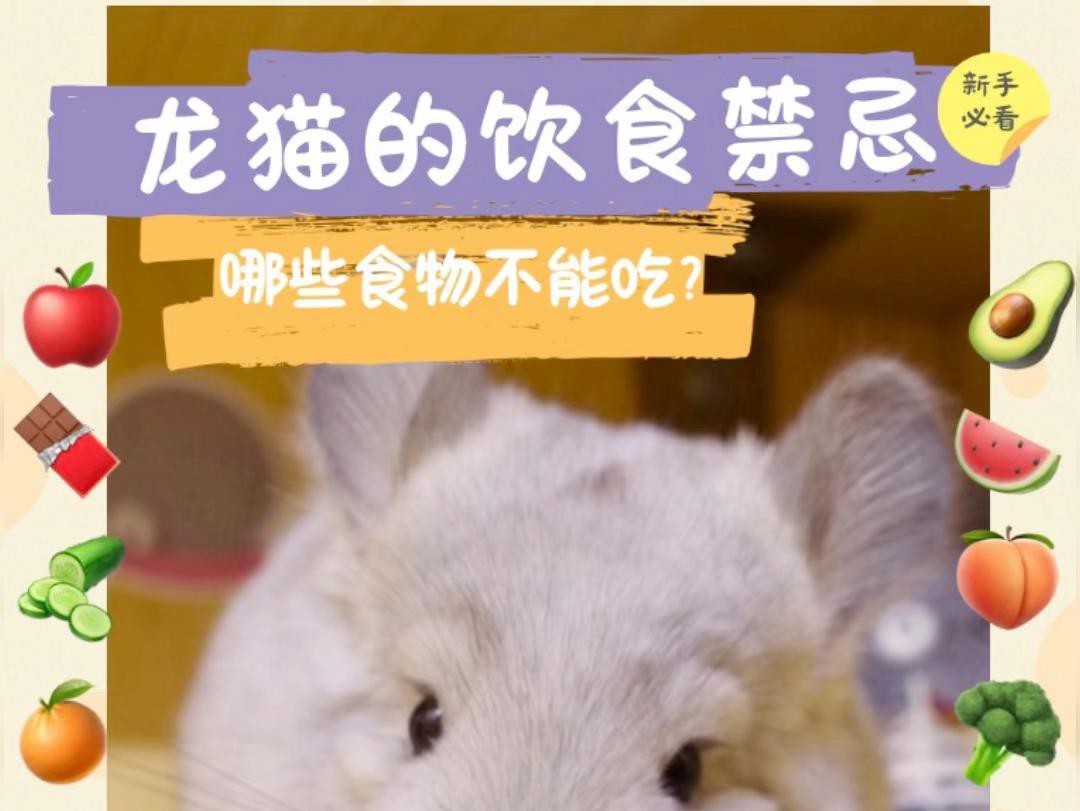 有哪些食物是龍貓不能吃的？