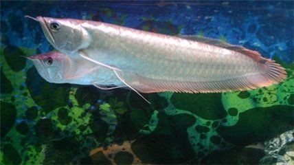 銀龍魚常見病圖解圖片：關(guān)于銀龍魚常見的幾種疾病及其防治方法