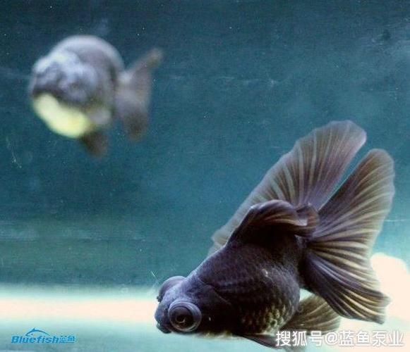 魚缸過濾系統維護周期建議：魚缸過濾器維護的周期建議 魚缸過濾系統維護周期建議：魚缸過濾器維護的周期建議 魚缸百科 第2張