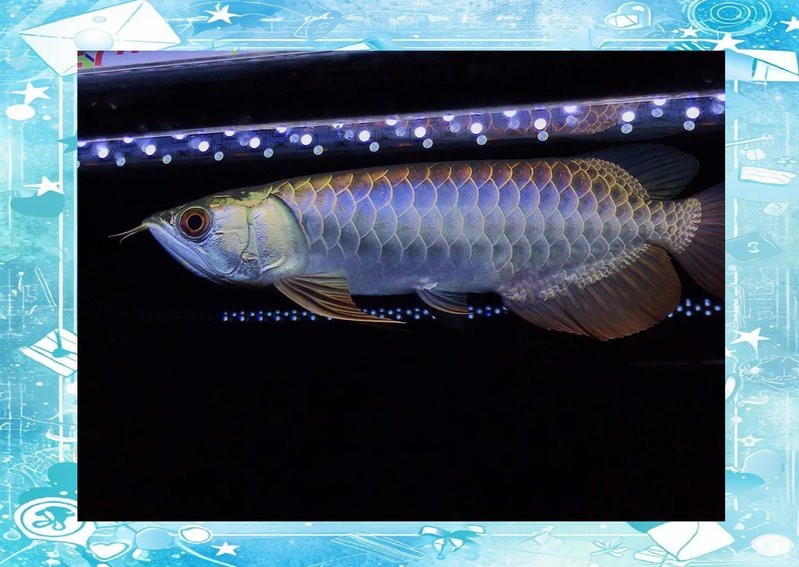 小龍魚掉眼了怎么辦