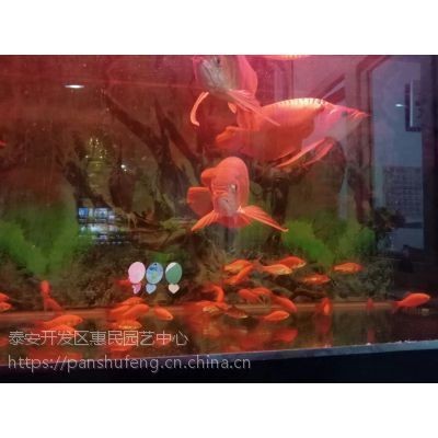 紅龍魚小苗多少錢一條啊：紅龍魚小苗價格