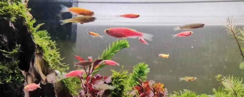 當涂縣藝景水族店