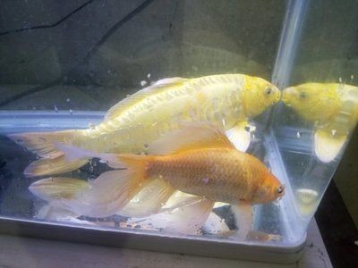 金龍魚銀龍魚紅龍魚能混養嗎，金龍魚、銀龍魚和紅龍魚可以混養