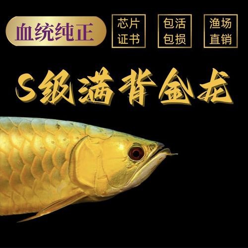 推薦幾款適合養(yǎng)金頭金龍魚的魚缸品牌