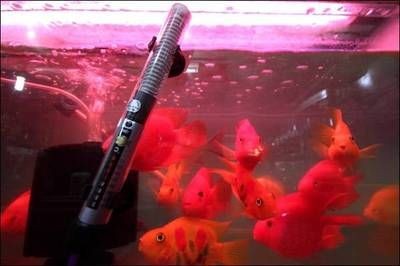 底過濾魚缸加熱棒安裝視頻（青花泉8500型號魚缸安裝視頻）