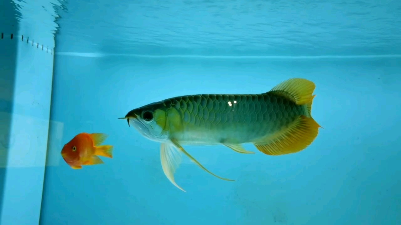 大湖炮頭