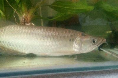 龍魚最低多少溫度會死掉：龍魚的最低耐受溫度是多少？