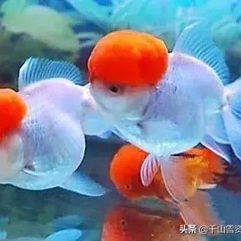 冷水雷龍魚需要加熱棒嗎為什么，冷水雷龍魚需要加熱棒來維持其生活環境的水溫環境