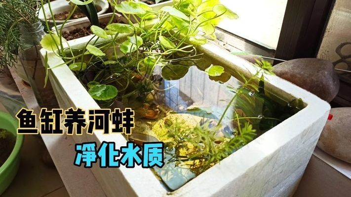 河蚌在魚缸中喂養(yǎng)的注意事項(xiàng)：河蚌在魚缸中喂養(yǎng)的注意事項(xiàng)：關(guān)于河蚌在魚缸中喂養(yǎng)的一些注意事項(xiàng)