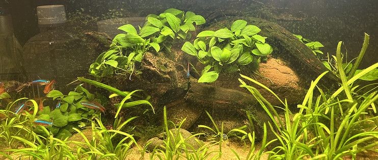 小米幾何魚缸拆解：小米幾何畫法兩棲懶人魚缸拆解