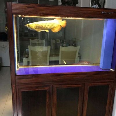 金龍魚缸晚上用開燈嗎？：金龍魚缸晚上是否需要開燈，有幾個特殊情況要考慮