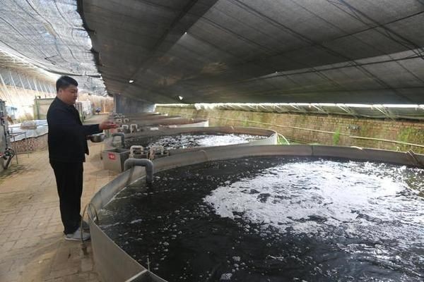 定興縣魚缸批發市場價格：<strong><mark>保定</mark></strong>魚缸批發市場價格
