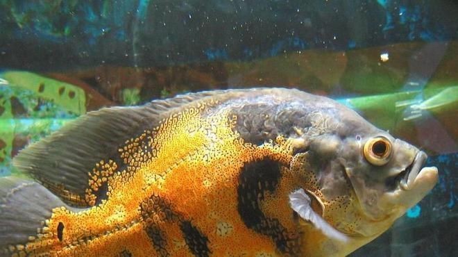 一米的魚缸裸缸養(yǎng)什么魚：一米長的裸缸魚缸，適合一米裸缸養(yǎng)的魚類，水質(zhì)管理技巧