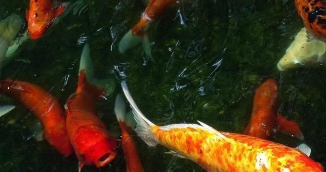 一米的魚缸裸缸養(yǎng)什么魚：一米長的裸缸魚缸，適合一米裸缸養(yǎng)的魚類，水質(zhì)管理技巧