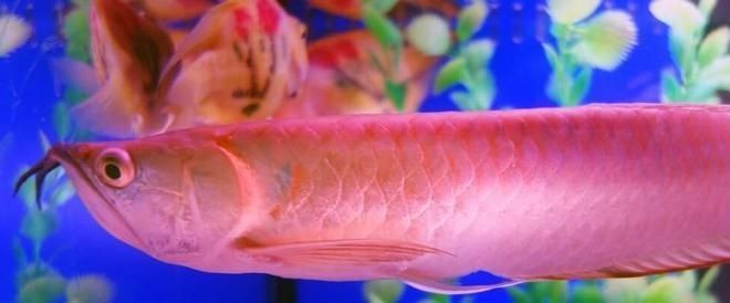 一米的魚缸裸缸養(yǎng)什么魚：一米長的裸缸魚缸，適合一米裸缸養(yǎng)的魚類，水質(zhì)管理技巧