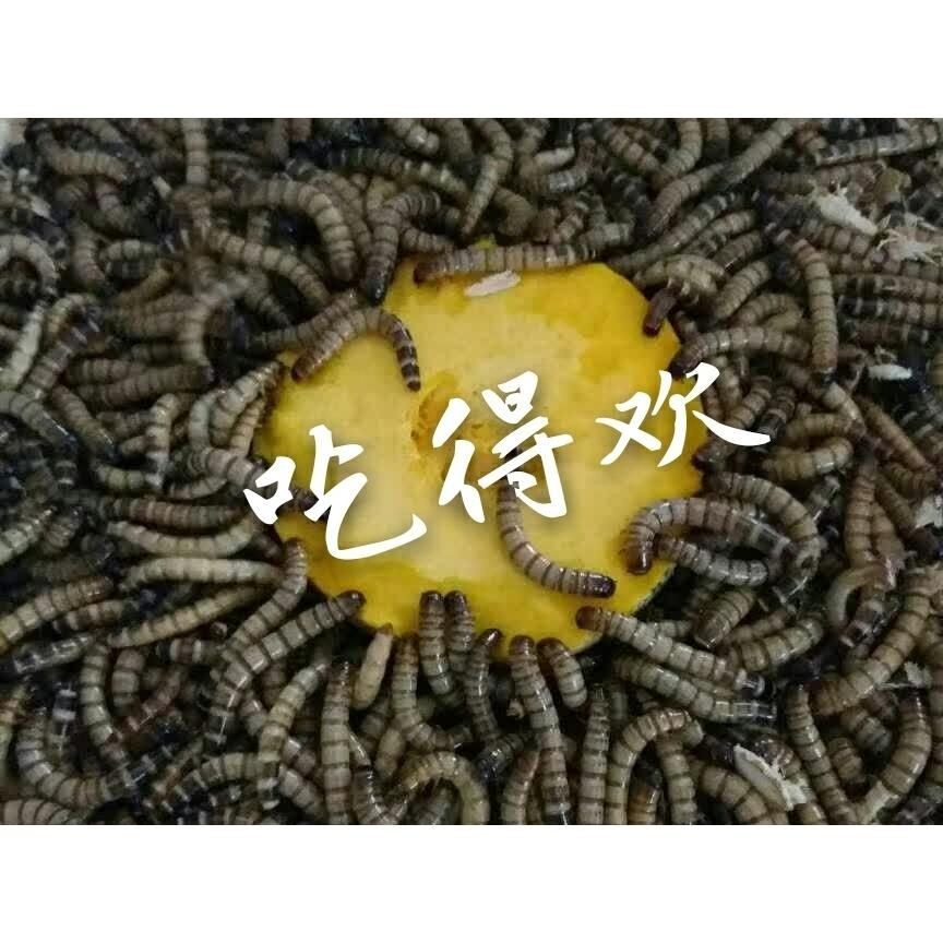 龍魚(yú)吃大麥蟲(chóng)的狀態(tài)與吃蝦的對(duì)比（龍魚(yú)吃大麥蟲(chóng)會(huì)導(dǎo)致一些健康問(wèn)題嗎？）