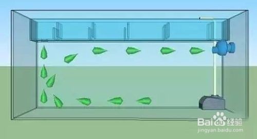 如何預防魚缸水溫過高：夏季魚缸水溫調控的科學方法分享,魚缸水溫調控的科學方法