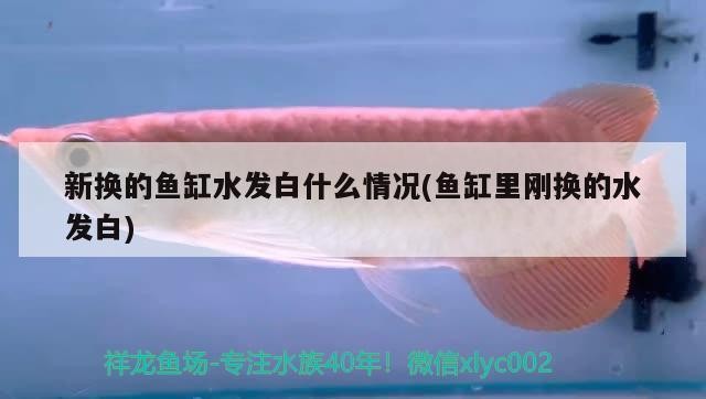 東坡區(qū)歡樂魚寵水族店（東坡區(qū)歡樂魚寵水族店地址）