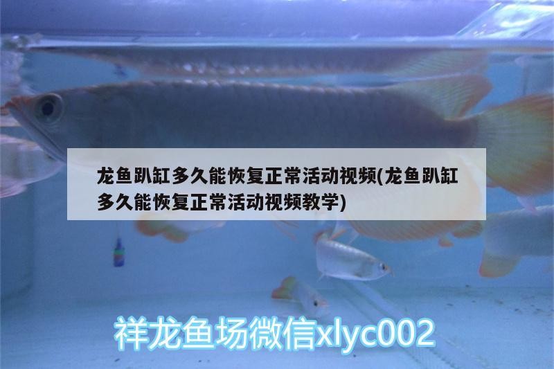 大連市旅順口區狗仔隊寵物美容店