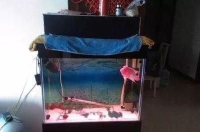 魚缸多貴：魚缸成本分析