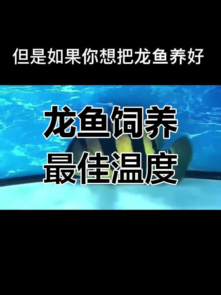 藍底紅龍魚的最佳飼養環境