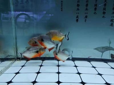 魚缸魔毯怎么清洗干凈：清洗魚缸魔毯的步驟和注意事項和注意事項和注意事項