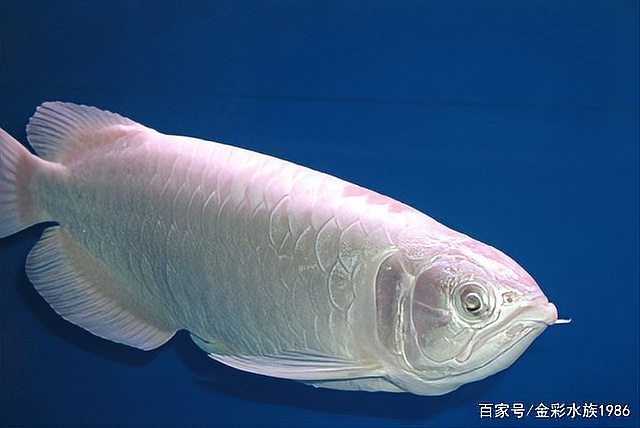 白子銀龍魚和黃化銀龍魚區(qū)別在哪兒
