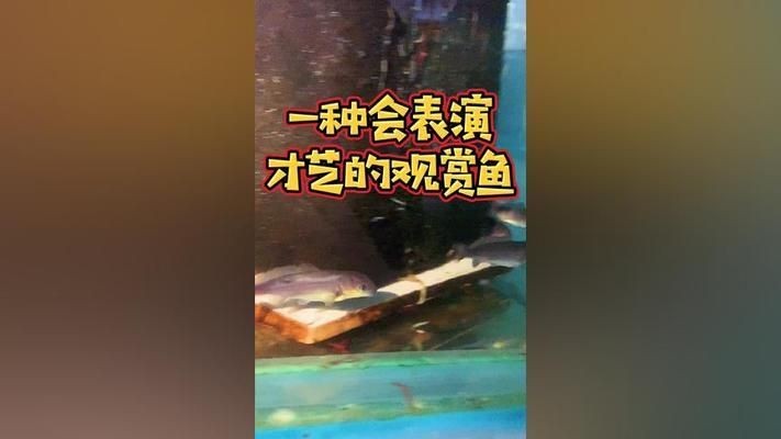 海豚魚缸圖片大全：海豚魚缸圖片大全大全