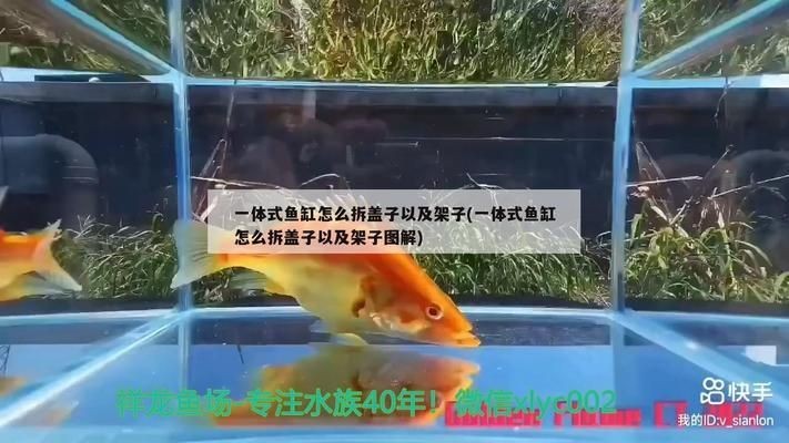 海豚魚缸圖片大全：海豚魚缸圖片大全大全