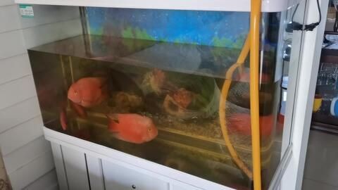 給魚缸換水后魚兒死亡的原因是根據搜索結果總結的幾個可能：給魚缸換水后導致魚兒死亡的幾個原因